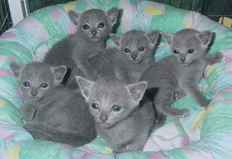 แมวสีฟ้าราคารัสเซีย