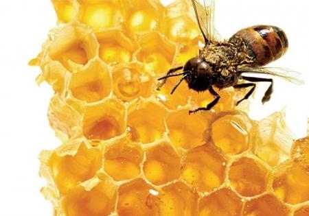 อายุการเก็บรักษาของน้ำผึ้งคืออะไร?